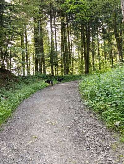 Hundetreffen-Futterbeutel-Jagd-Bild