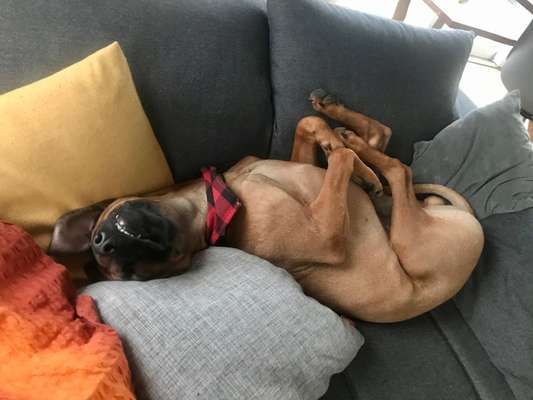 Zeigt mir die lustigsten Schlafpositionen eurer Fellnasen-Beitrag-Bild