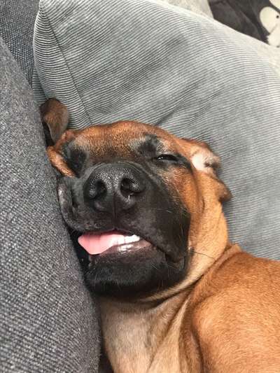 Zeigt mir die lustigsten Schlafpositionen eurer Fellnasen-Beitrag-Bild