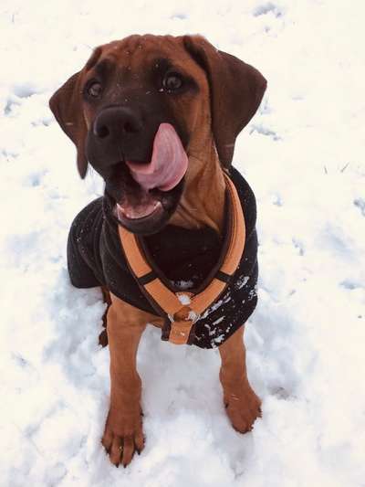 Dogorama-Monats-Challenge-Mai "Wasser"-Beitrag-Bild