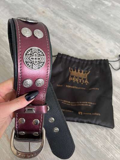 Hunde Halsband-Beitrag-Bild