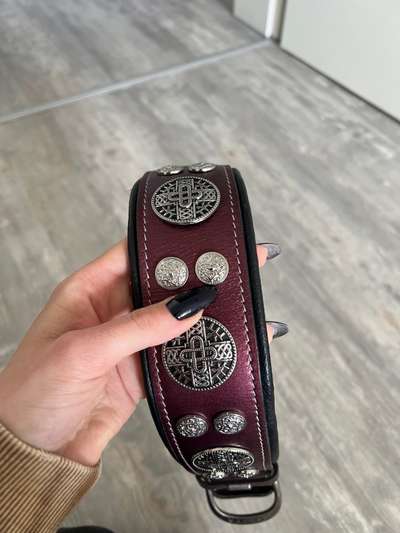 Hunde Halsband-Beitrag-Bild