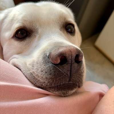 Hundetreffen-Treffen für eine nette Runde-Bild