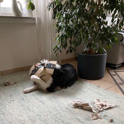 Die Dogorama Wochen Challenge-Beitrag-Bild