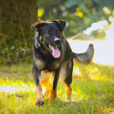 Hundetreffen-Gemeinsame Spaziergänge-Bild