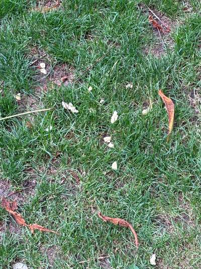 Giftköder-Giftköder-Bild