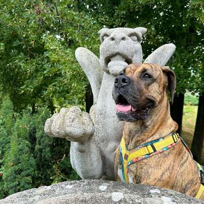 Hundetreffen-Natur erleben, wo sind die Riesen?-Bild