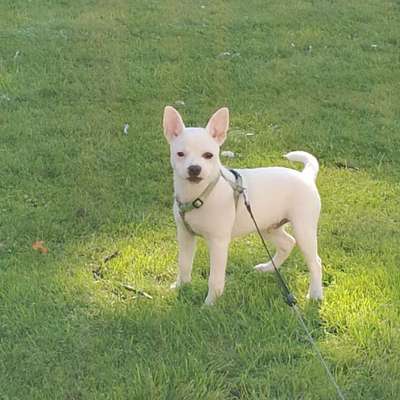 Hundetreffen-Gassi- und Spielrunde-Bild