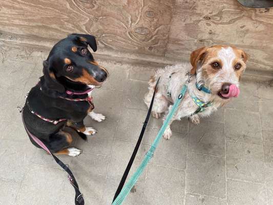 Mischlingshunde Foto Aufruf-Beitrag-Bild