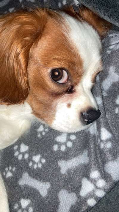 Dogorama Photo Challenge - Hundeblick zum hinschmelzen-Beitrag-Bild