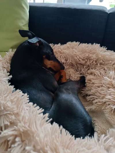 Gibt es noch mehr Manchester Terrier hier?-Beitrag-Bild