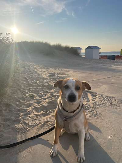 Hundetreffen-Aktive Hundeomi sucht Spiel- und Gassipartner-Bild