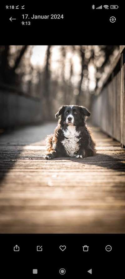 Warum müssen Mischlinge jetzt so klangvolle "Rassebezeichnungen" haben?-Beitrag-Bild