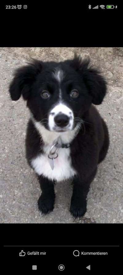 Welpen Bilder !-Beitrag-Bild