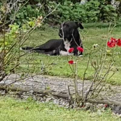 Hundetreffen-Spaziergang an der Ihme-Bild