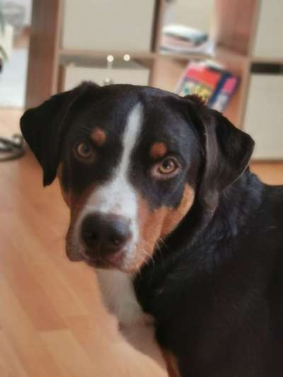 Hundetreffen-Hundebegegnungen trainieren-Bild