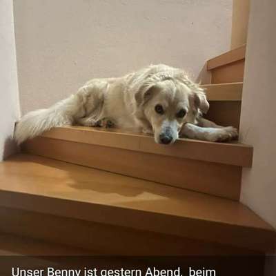Suchmeldung-Benny-Bild