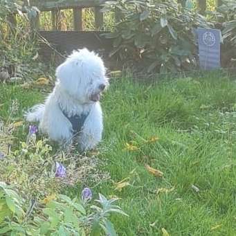 Hundetreffen-Welpen kennenlernen ernen-Bild