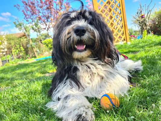 Hundetreffen-Social Walking Runde-Bild