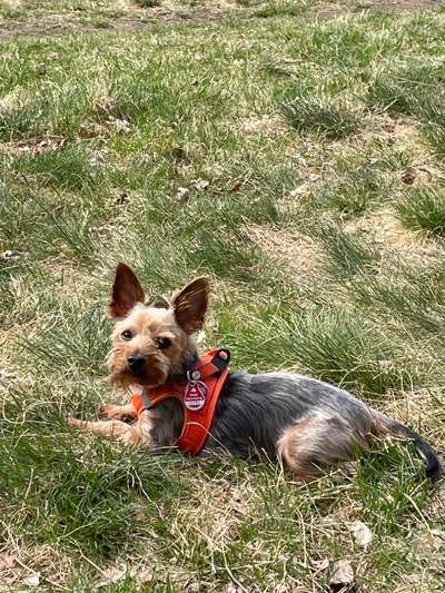 Hundetreffen-Gassigehen am Vormittag, Yorki,Rüde 6 Jahre und weibl 61Jahre-Bild