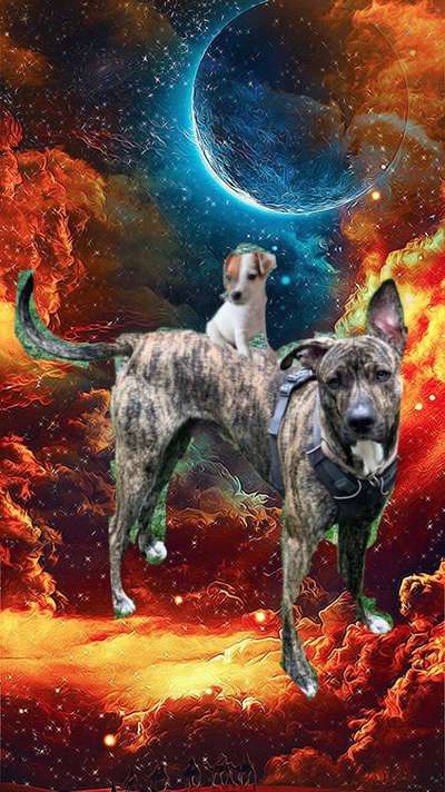 Photomontagen mit Hund-Beitrag-Bild