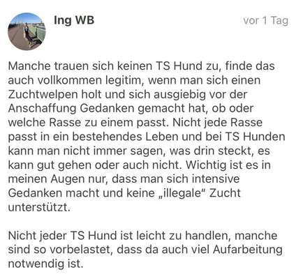 Warum werden immernoch so viele Hunde gezüchtet?-Beitrag-Bild