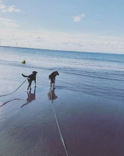 Die Dogorama Wochen Challenge: “Dein Hund im Urlaub”-Beitrag-Bild