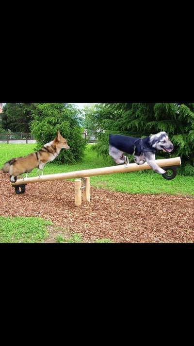 Photomontagen mit Hund-Beitrag-Bild