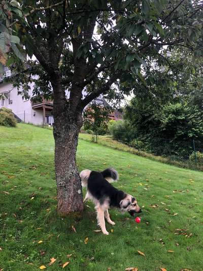 Die Dogorama Wochen Challenge-Beitrag-Bild