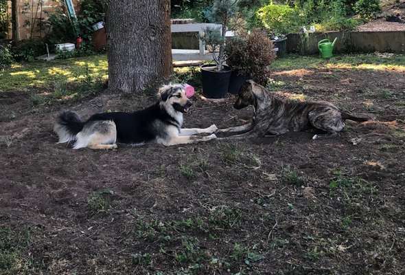 Dogorama Bekanntschaften/Freundschaften-Beitrag-Bild