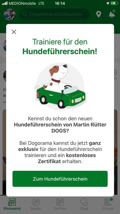 Hundeführerschein-Beitrag-Bild