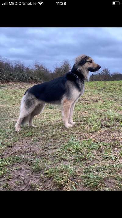 Der Gewichts-Thread-Beitrag-Bild