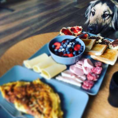 Fotochallenge 31 - Das perfekte Hundedinner-Beitrag-Bild