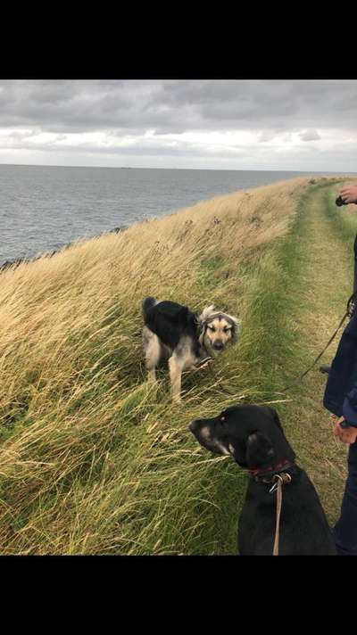 Dogorama-Monats-Challenge-Mai "Wasser"-Beitrag-Bild