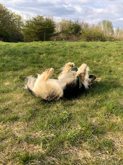 Fotochallenge No. 26                                     Wald und Wiese-Beitrag-Bild