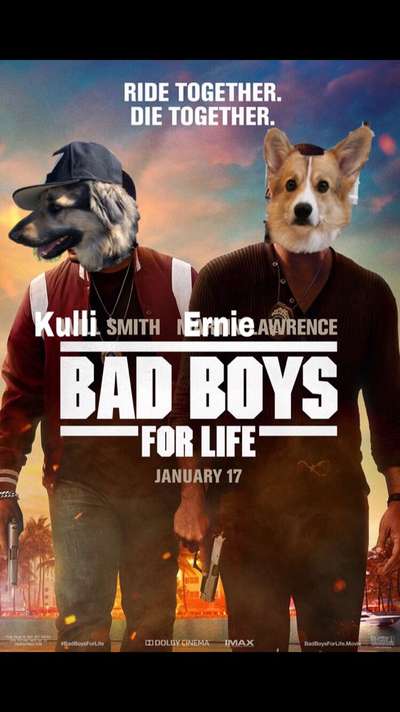 Photomontagen mit Hund-Beitrag-Bild