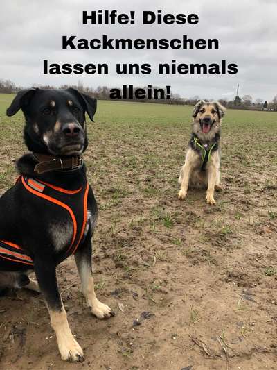 Trennungshund-Beitrag-Bild