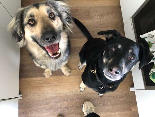 Mischlingshunde Foto Aufruf-Beitrag-Bild