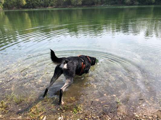 Dogorama-Monats-Challenge-Mai "Wasser"-Beitrag-Bild