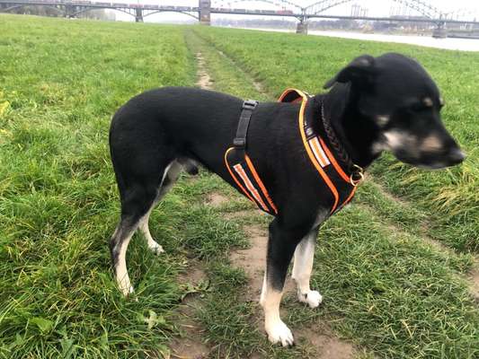 Der Gewichts-Thread-Beitrag-Bild