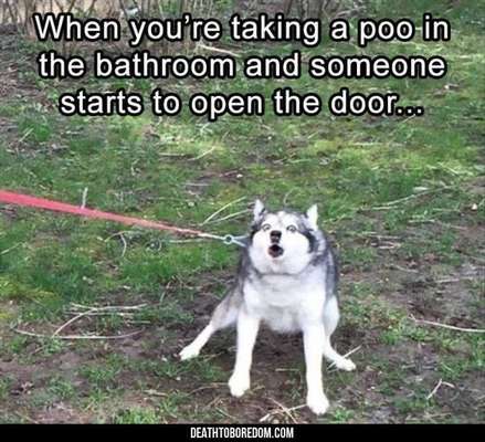 Hunde Memes-Beitrag-Bild