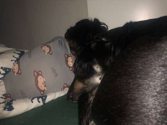 Hunde im Bett-Beitrag-Bild