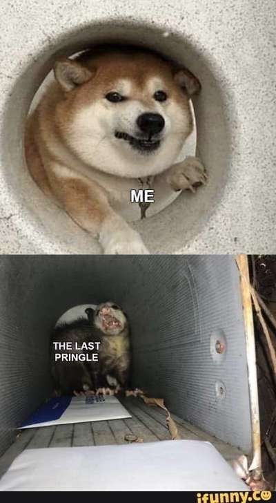 Hunde Memes-Beitrag-Bild