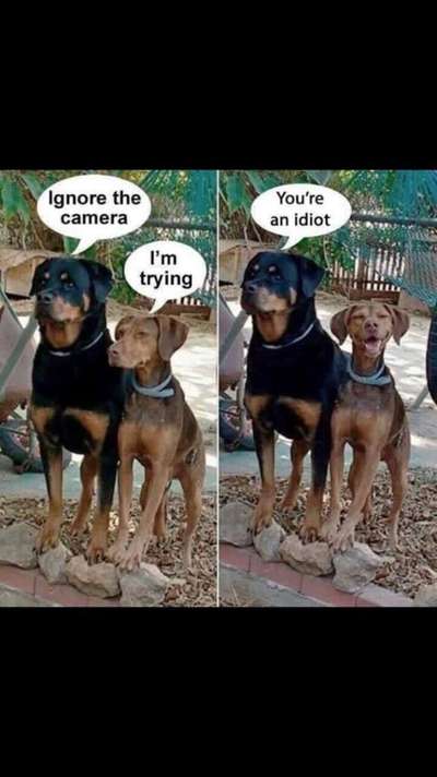 Hier ist der Spaßthread. Zum Schmunzeln und Kaputtlachen-Beitrag-Bild