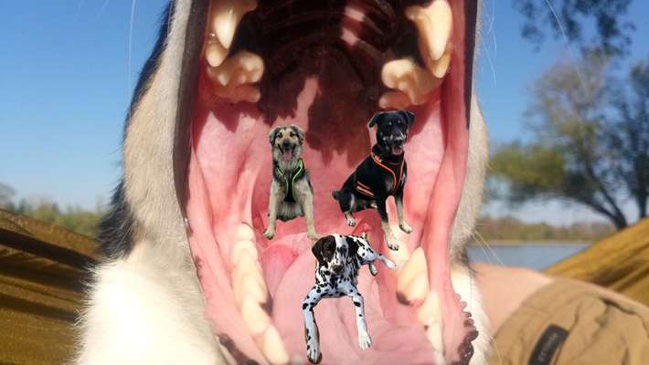 Photomontagen mit Hund-Beitrag-Bild