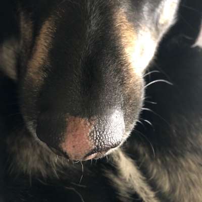 Zeigt her eure Hundenasen-Beitrag-Bild