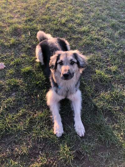 Wie heißt dein Hund?-Beitrag-Bild