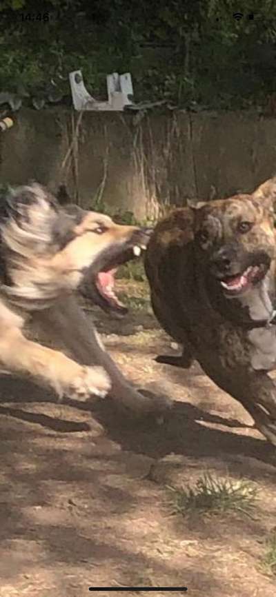 Fotochallenge Nr. 47 - Zeigt die Zähne-Beitrag-Bild