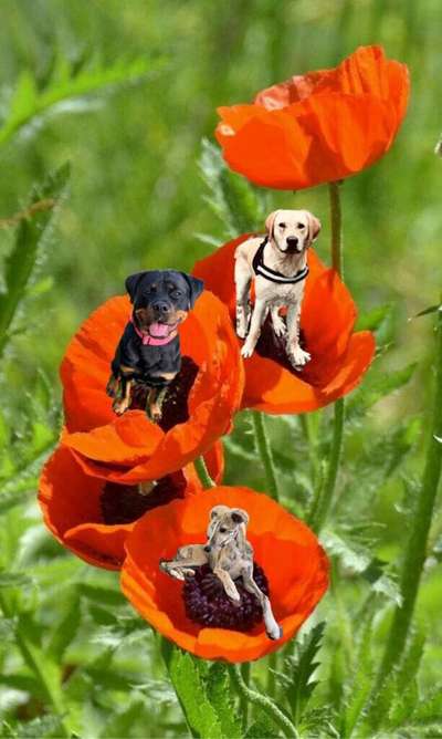 Photomontagen mit Hund-Beitrag-Bild