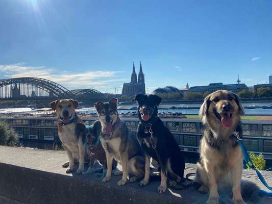 Dogorama Bekanntschaften/Freundschaften-Beitrag-Bild